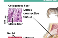 Used to secrete the fibrous proteins like collagen and elastin. Fibrous proteins are loosely arranged and can wander the meshwork fairly easily. Collagen is strong and holds things together. Fibrous is found in tendons (holds muscles to bones) and...