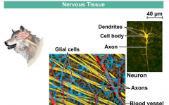 Contains Neurons and glia. Neurons are highly branched cells and their job is to signal other cells. They have a long process called an axon that sends signals to the cell body.
