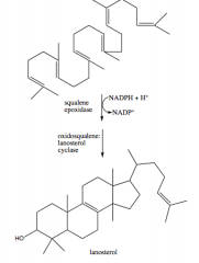 a.	Squalene epoxidase requires NADPH and O2
b.	Lanosterol represents the first sterol produced in the pathway to cholesterol
