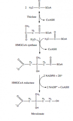 a.	HMG-CoA reductase