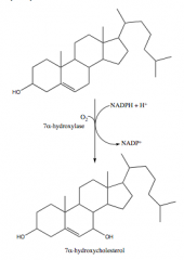 a.	7α-hydroxylase as catalyst
b.	Requires NADPH, O2, CP450, vitamin C
