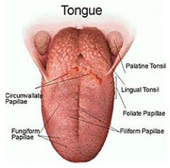 Tongue


ex. Glottis, Monoglot, Glottal