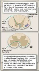 Pelvic nerves (S2-S4) or CNs


 


Enter spinal cord along parasympathetic efferents through ANTERIOR ROOT 