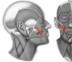 Gross anatomy of muscular system Flashcards - Cram.com