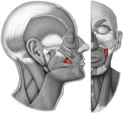 Gross anatomy of muscular system Flashcards - Cram.com