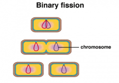 Binary Fission is the reproductive process for most ____________.
