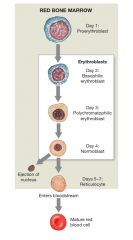 From Myleoid Stem cells we go to into PROERYTHROBLASTS and then proceed to ERYTHROBLASTS. 

In between we have the RETICULOCYTE stage which happens four days within the stage of differentiation. The normoblast sheds its nucleus and becomes a ret...