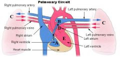 Pulmonary Veins
