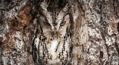 The owl blends in with the __________________