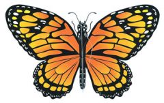 Butterflies have 2 __________________