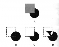 What would you expect to see if the gray square in A is taken away between B, C and D?