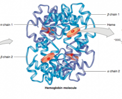 Hb molecules have a complex quaternary structure. Each HB molecule has two alpha chains and two beta chains of polypeptides. Each chain is a globular protein subunit that resembles the myoglobin in skeletal and cardiac muscle cells. 

Like myogl...