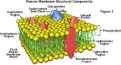 Phospholipids and proteins make up the composition of the bag. plasma membrane is phospholipids. Proteins surround the holes and help by moving molecules in and out. The organization is called the fluid mosaic model.
