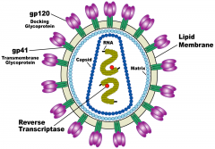  env (gp120 and gp 41)

-->formed by cleavage of gp 160 to form envope glycoprotein
-->gp 120 - attachement to host CD 4 receptor