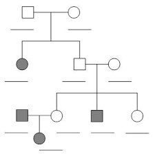 What are the genotypes of the first generation parents?