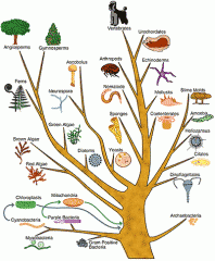 branching diagram depicting hypothesis about evolutionary relationships