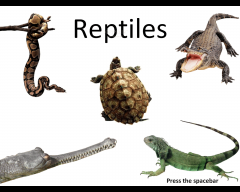 species or group of species from an evolutionary lineage that is known to have diverged early from other groups 

Ex: Reptiles