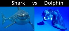 when similar environments pressures and natural selection produce similar adaptations in organisms from diffrent evolutionary lineages

Ex: Sharks and Dolphines