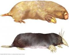 similarities in arrangement and shape of physical structure due to convergent evolution rather than shared ancestry
Ex: Australian vs European Mole 
Ex: Bray wolf vs Tasmanian Wolf