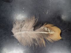 What type of feather is this?