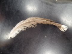 What type of feather is this?