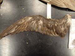 What type of wing is this?