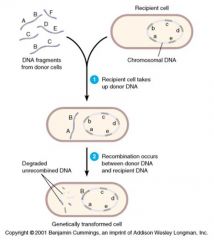 Transformation = a recipient cell can pick up DNA fragments from the surrounding environment, and incorporate pieces of it into its genome through pairs of crossover events.