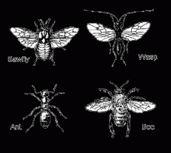 Bees, Wasps, Ants, Sawfly