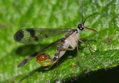 Scorpianfly