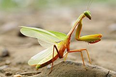 Pray mantis