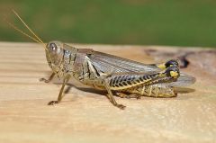 Grasshopper/Cricket