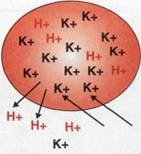 Hydrogen ions move from the ICF to the ECF. Potassium ions move from the ECF to the ICF. This creates a hypokalmeic environment. 