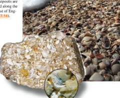 Texture - mostly gravel-sized shells and shell or coral fragments.