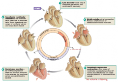 1) Late atrial and ventricular diastole where heart is at rest

2) Atrial systole and completion of ventricular filling

3) Isovolumic ventricle contraction

4) Ventricular ejection and heart pump

5) Isovolumic ventricle relaxation 