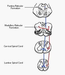 The medullary Reticulospinal tract