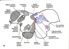 The lateral parvocellular area