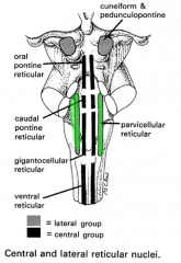 nucleus reticularis parvocellularis

=chewing & swallowing correlative center*