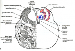 respiratory nuclei