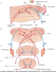 superficial medullary neuronal group
dorsal respiratory group
ventral respiratory group