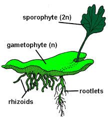 make spores by meiosis that form gametophytes that make the sperm and egg which fertilizes to make the sporophyte