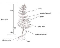 * Sporophyte generation is dominant

*Seedless vascular (xylem and phloem) plants