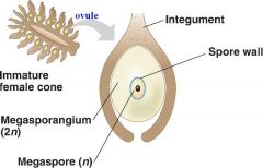 (in mega-sporophylis ) produce mega-spores that give rise to female gametophytes

*1 mega spores is produced
