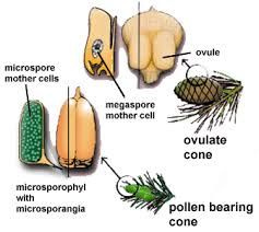 ( in microsporoporphylis) produce microspores that give rise to male gametophytes

*many microspores are produced