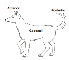 Think of a dog with a STRAIGHT nose (anterior) and a curved tail (posterior)


 
