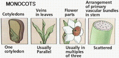 1) Single cotyledon

2) Parallel Lear Veins

3) Scattered Vascular Tissue

4) Fibrous root system