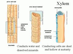 transports water and dissolved materials upwards, from roots to shoots (xylem is closer to the center)