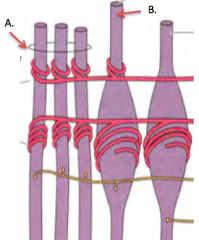 Name the specialized cells within the muscle spindle