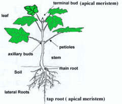 located along the length of roots and stems