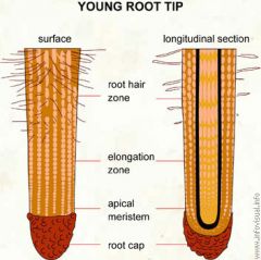 area of new root cell production including root tip (newest cells)