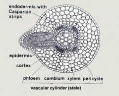 Vascular cylinder composed of the xylem and phloem in most plants